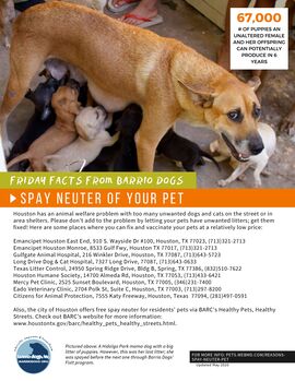 Barrio Dogs Friday facts-SE-spay.neuter-E